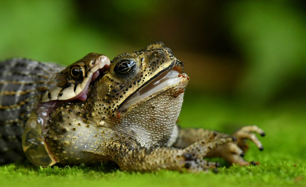 Photograph by Kshirod Sarkar