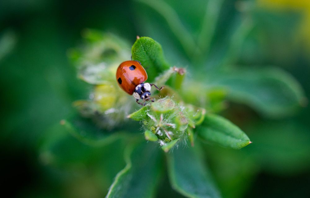 Photograph by Ирина