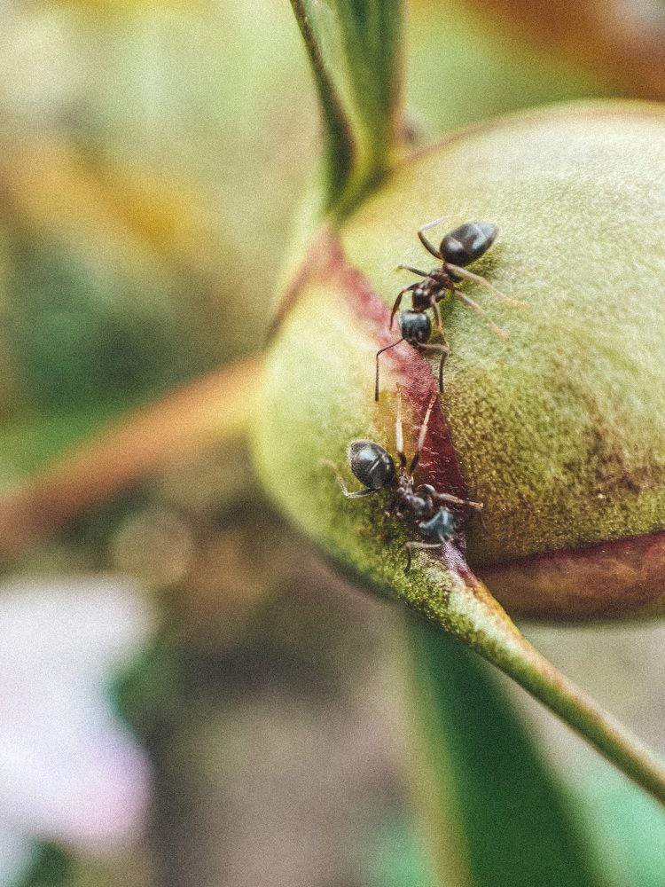 Photograph by Елена Алименко