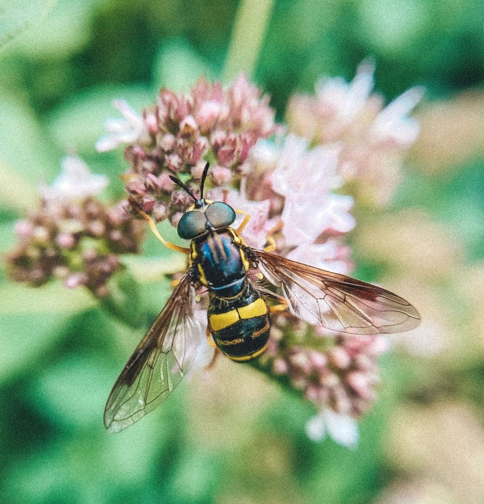 Bee