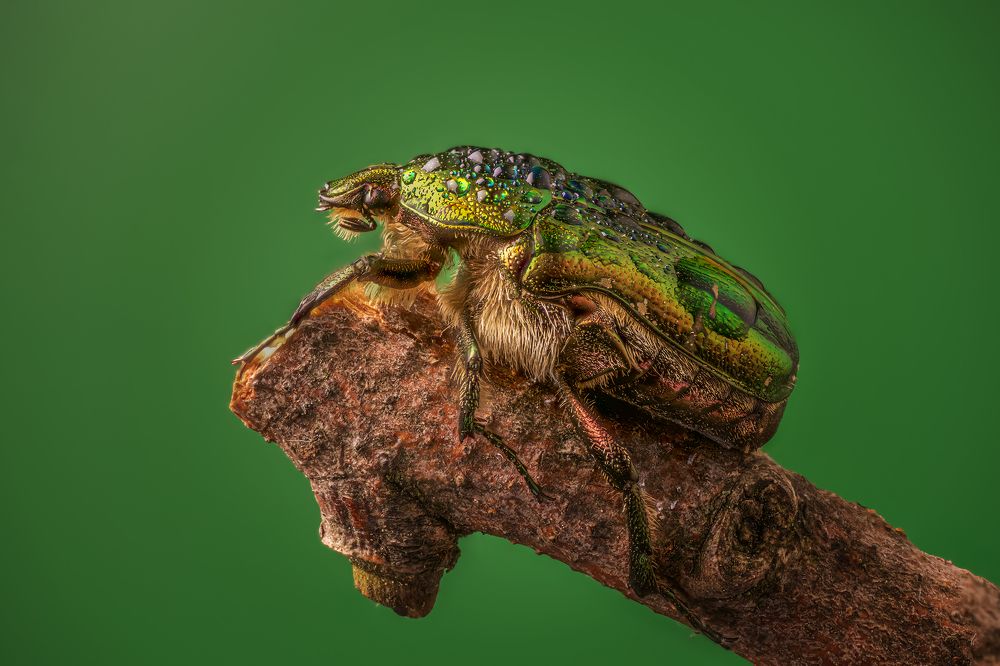 Photograph by Максим Вышарь