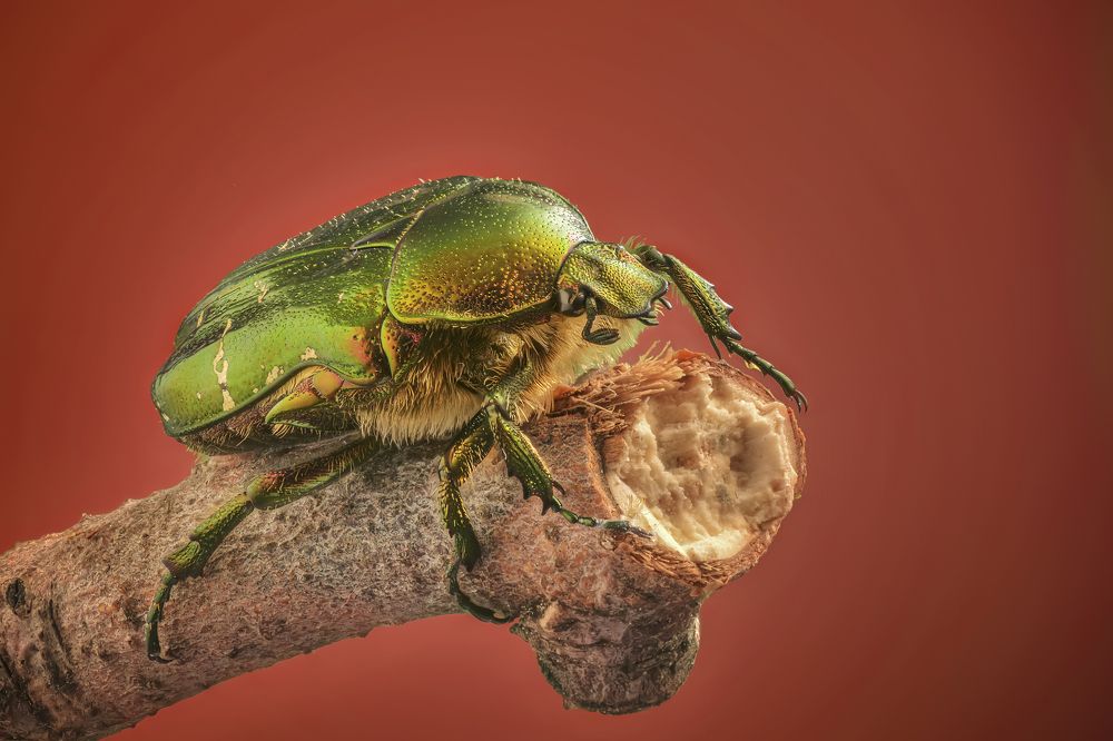 Photograph by Максим Вышарь