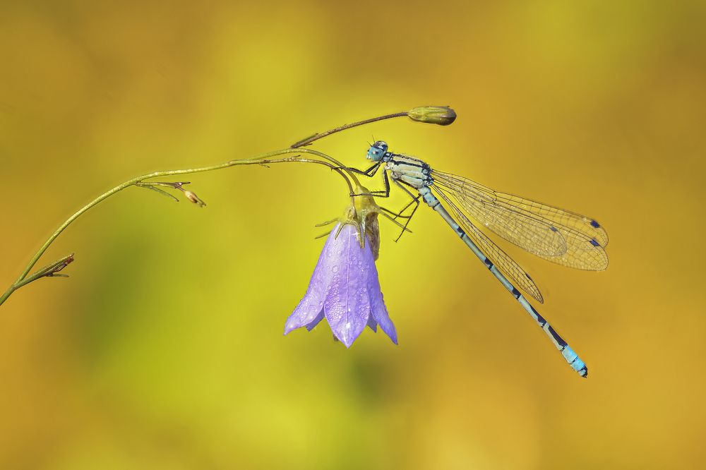 Photograph by Максим Вышарь