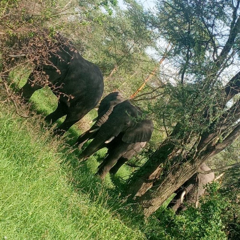 Photograph by Albert Chenza