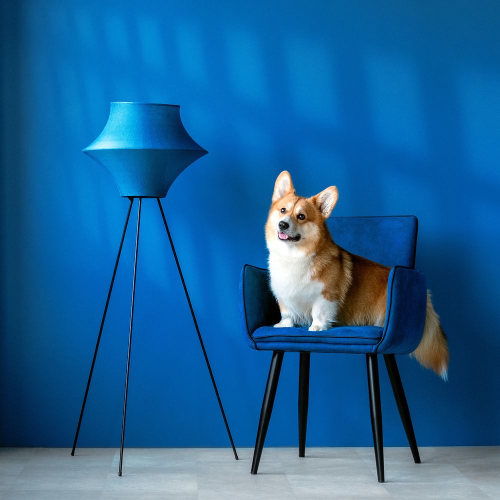 Beautiful girl with corgi