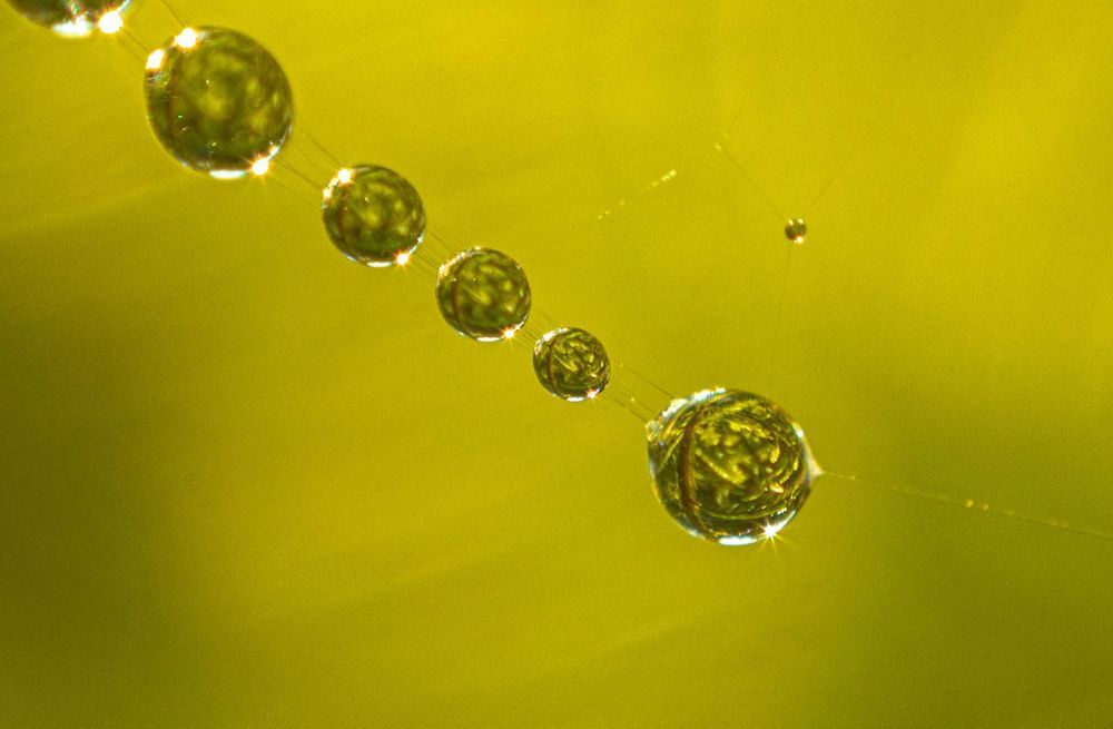 Фотография автора Екатерина Счасная