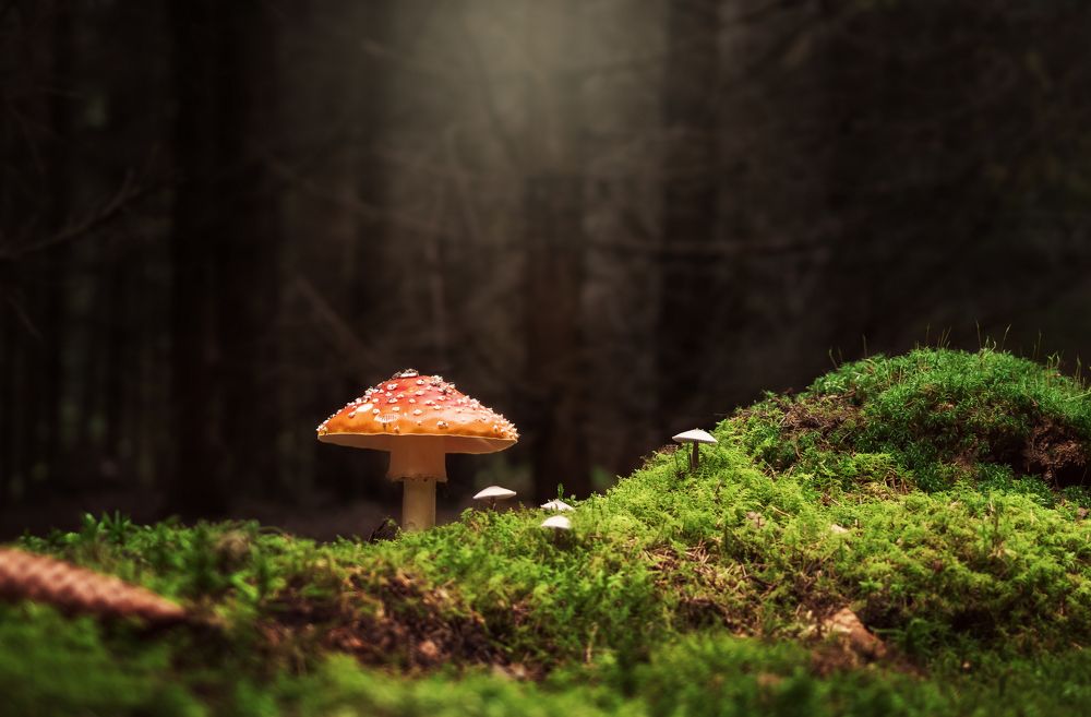 Photograph by Максим Мозжухин