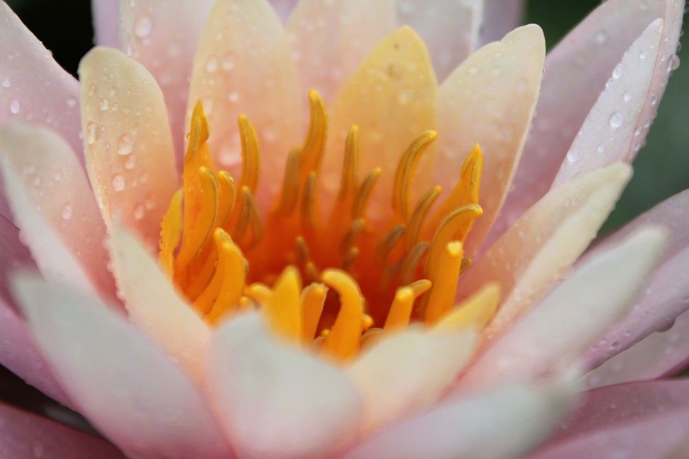 Photograph by Shrinivas Kulkarni