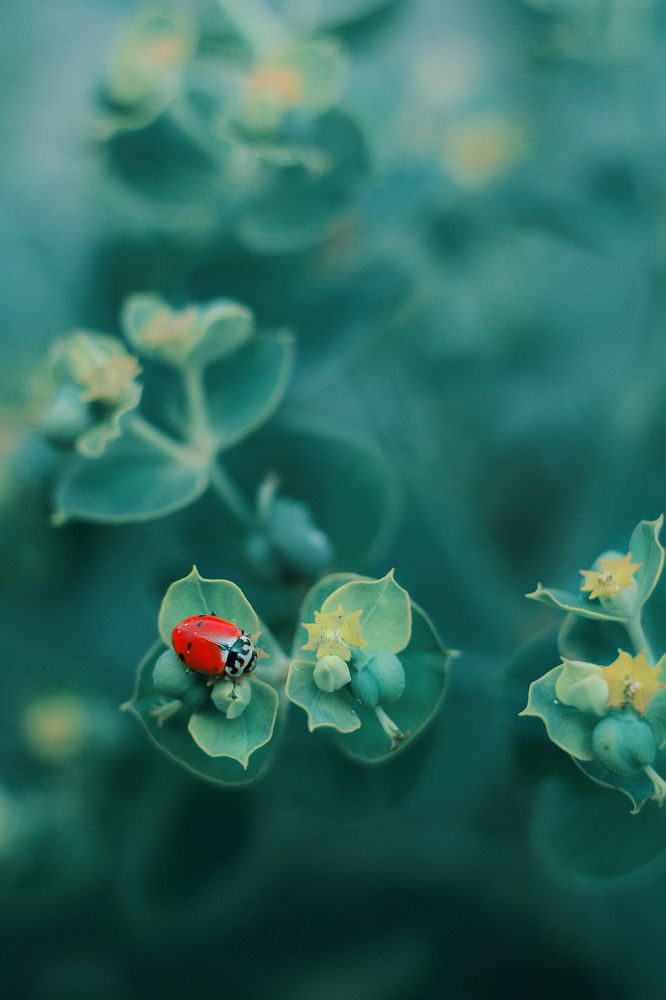 Сбор урожая.