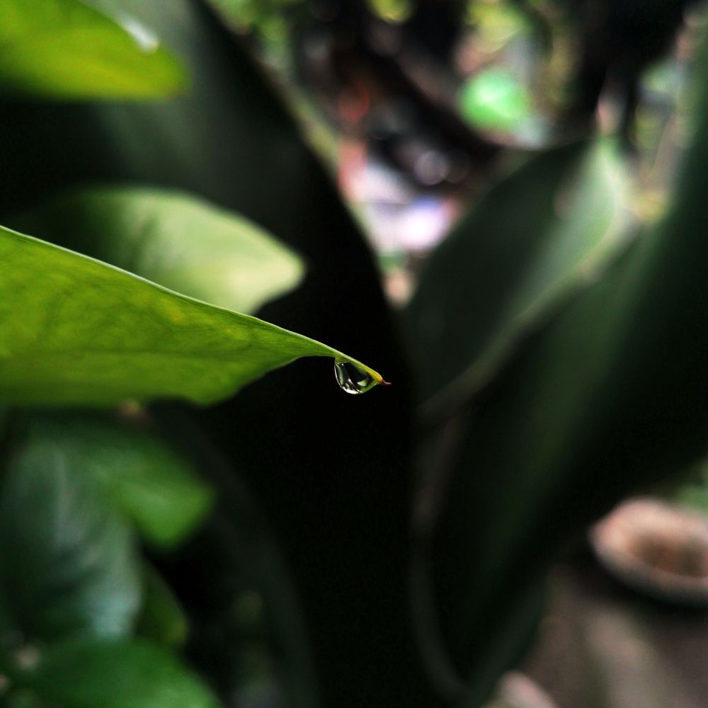 the last drop