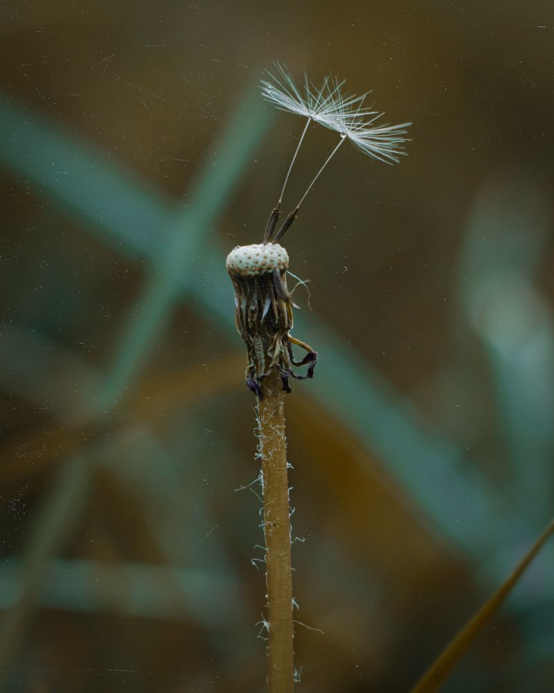 Photograph by iman hafezkhan