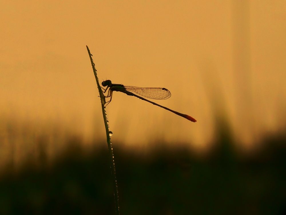 Demselfly with dew drops