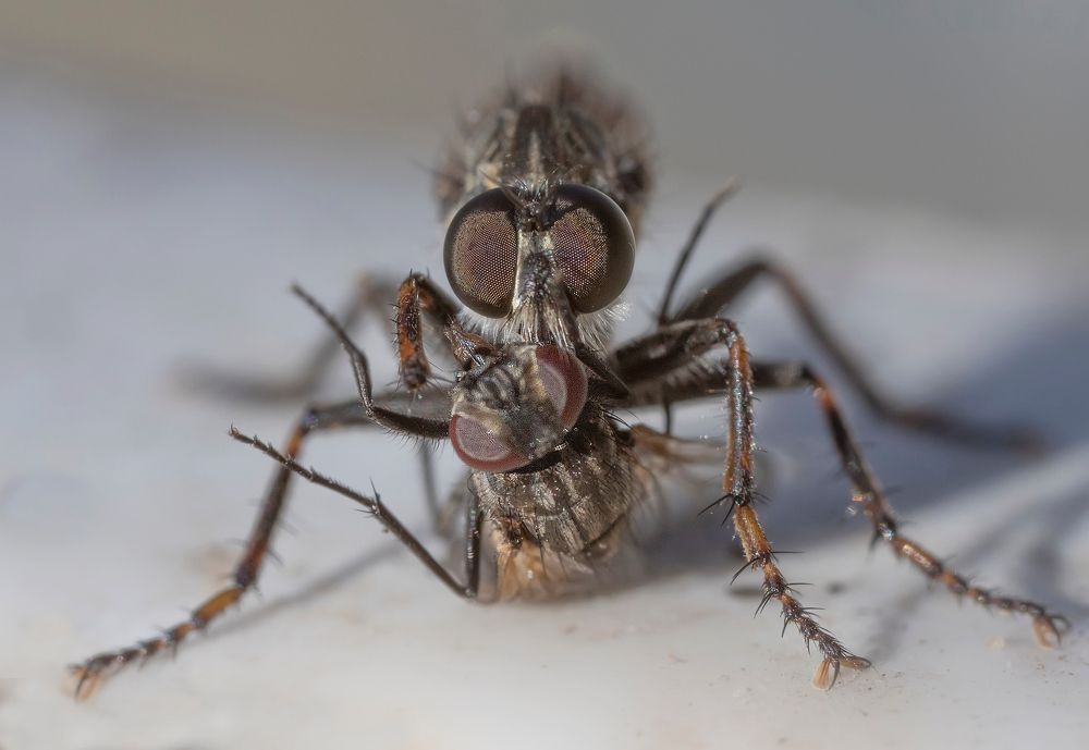 Ктырь и её жертва