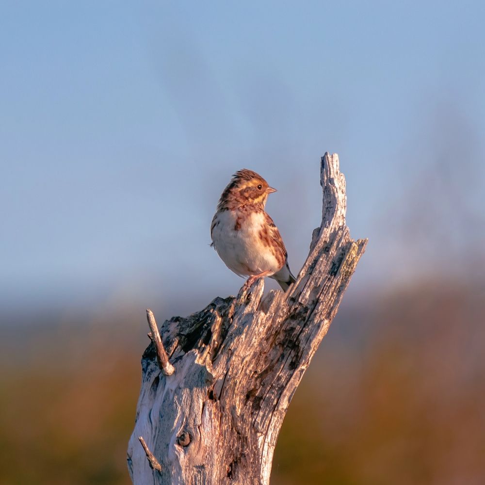 На страже границы...