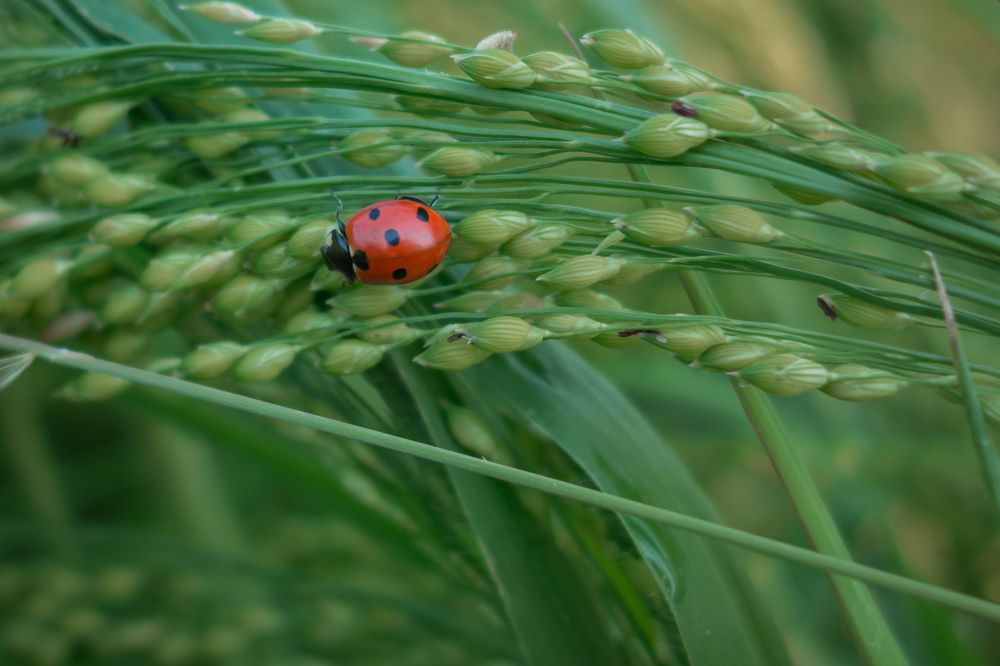 Photograph by Сергей Зуденко