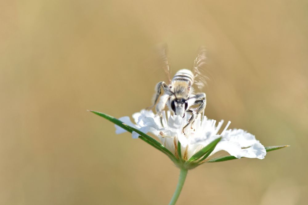 Photograph by Bilyana Dyankova