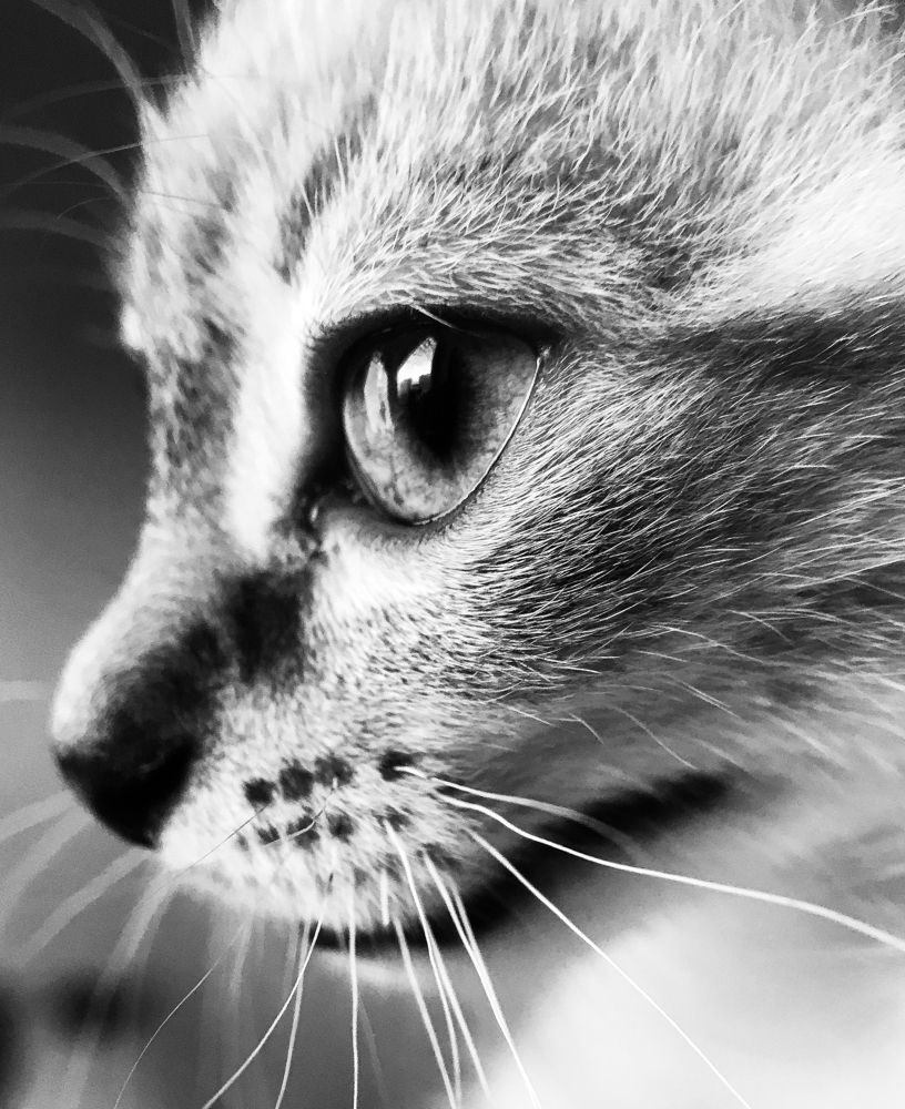 Photograph by Эльвира Курочкина