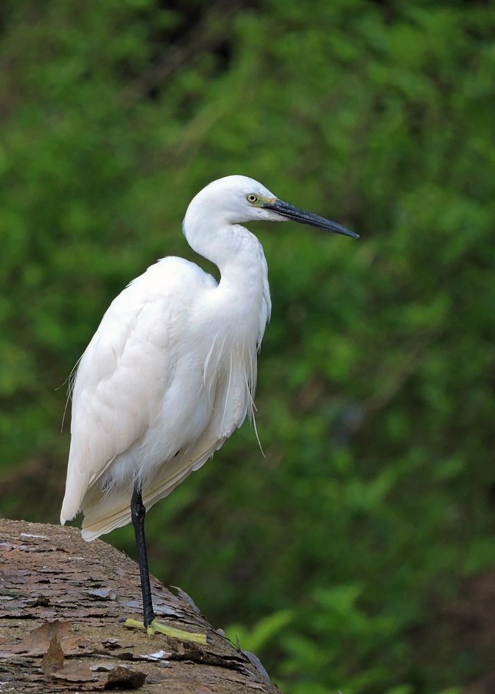 Little Egret