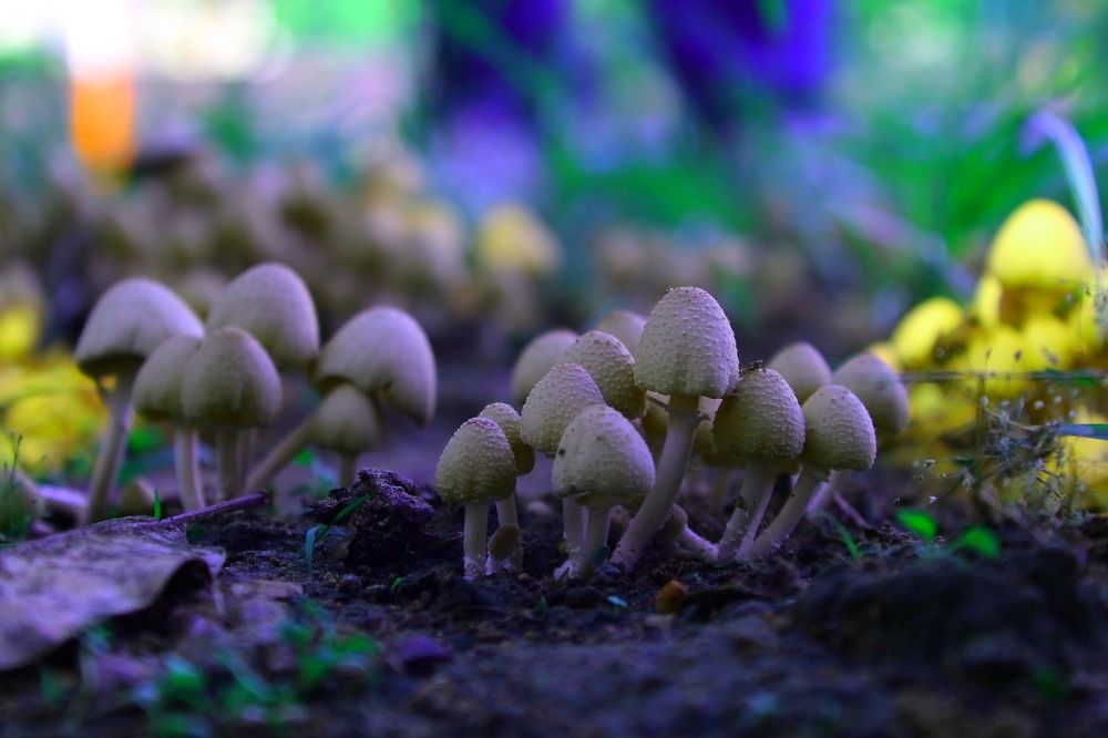 Фотография автора RODRICK RAJIVE LAL