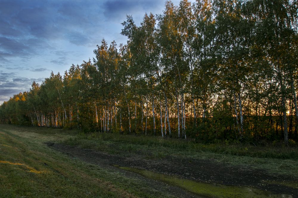 Березовая роща