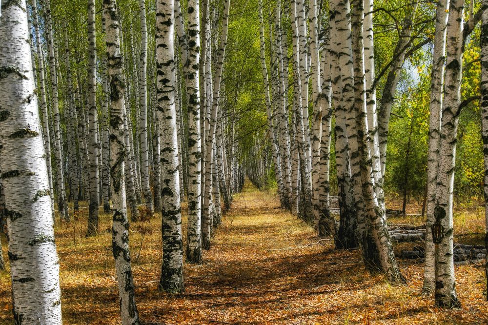 Березовая роща