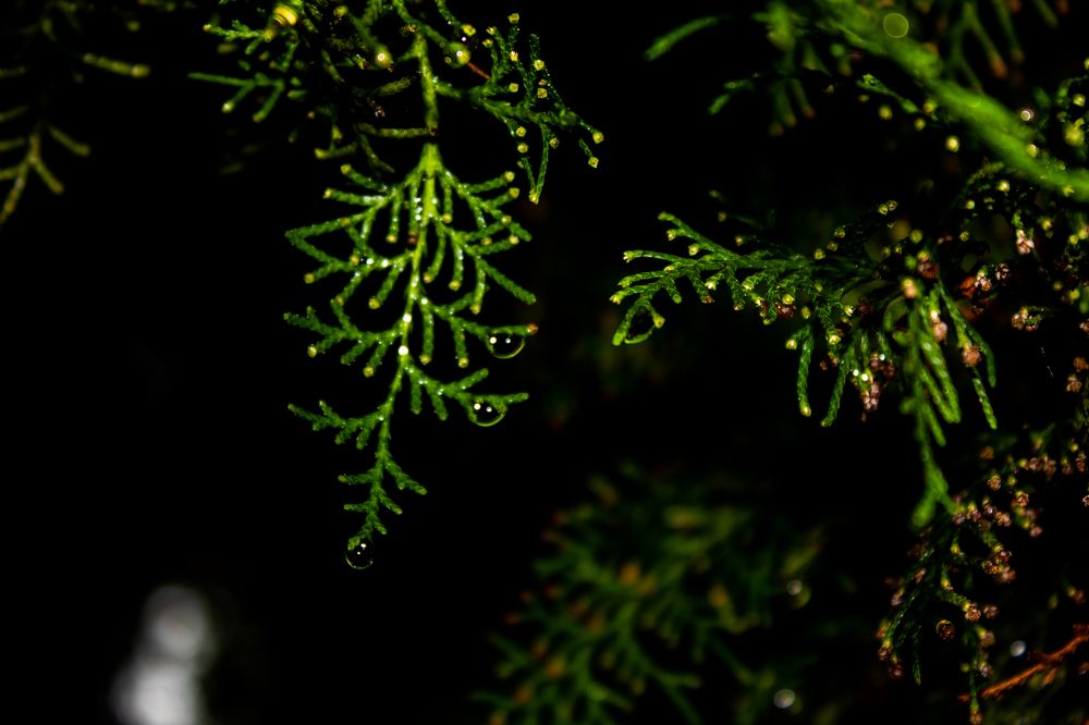 Photograph by Ольга Абрамова