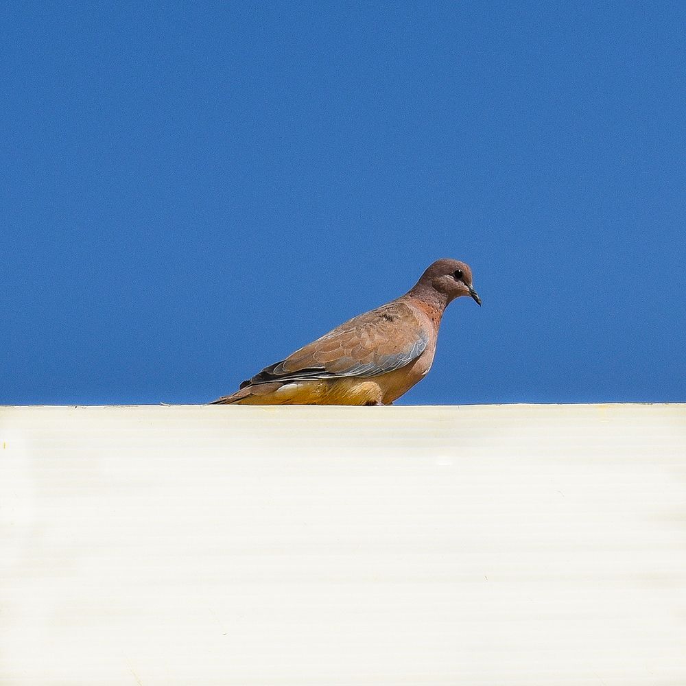 Photograph by Fatemeh Jamalian