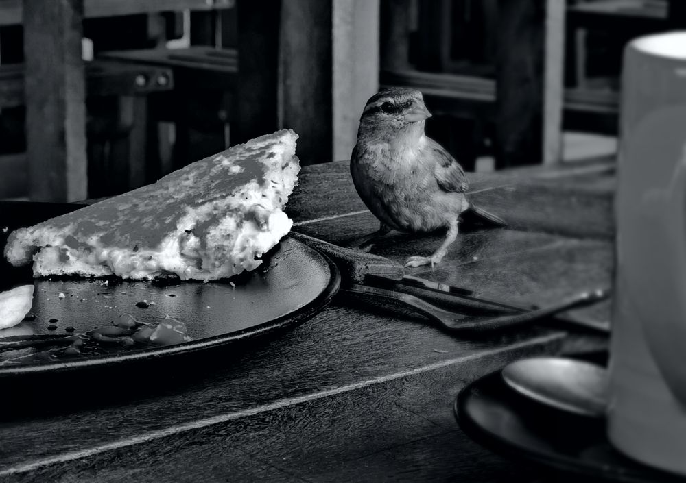 Bird dining with people