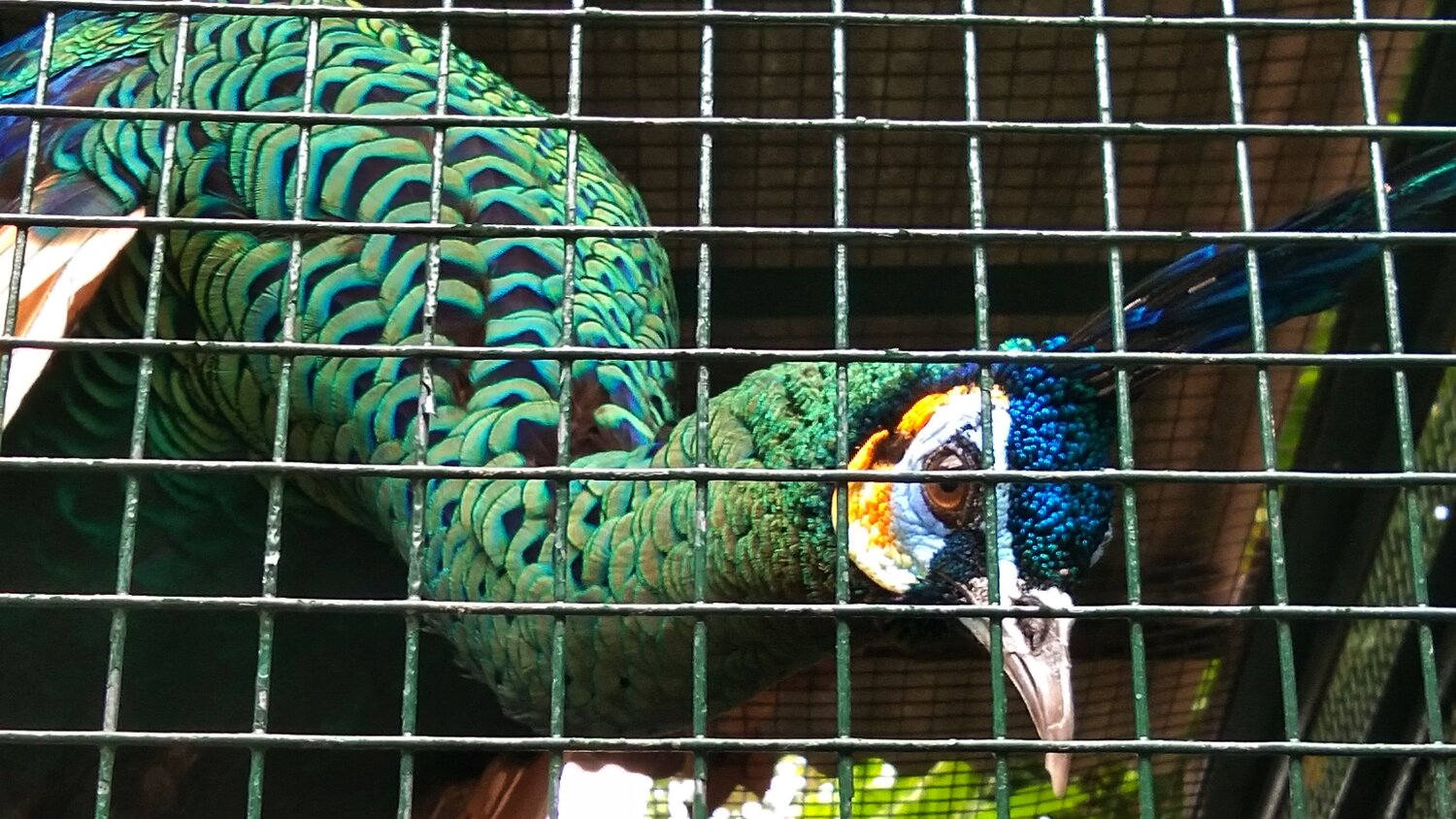 Photo #6485992
