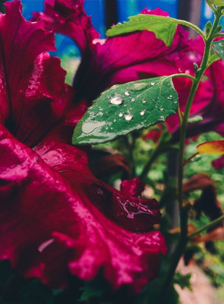 Photograph by Алёна Гедугошева