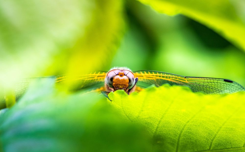 Photograph by Евгений Перемышлев