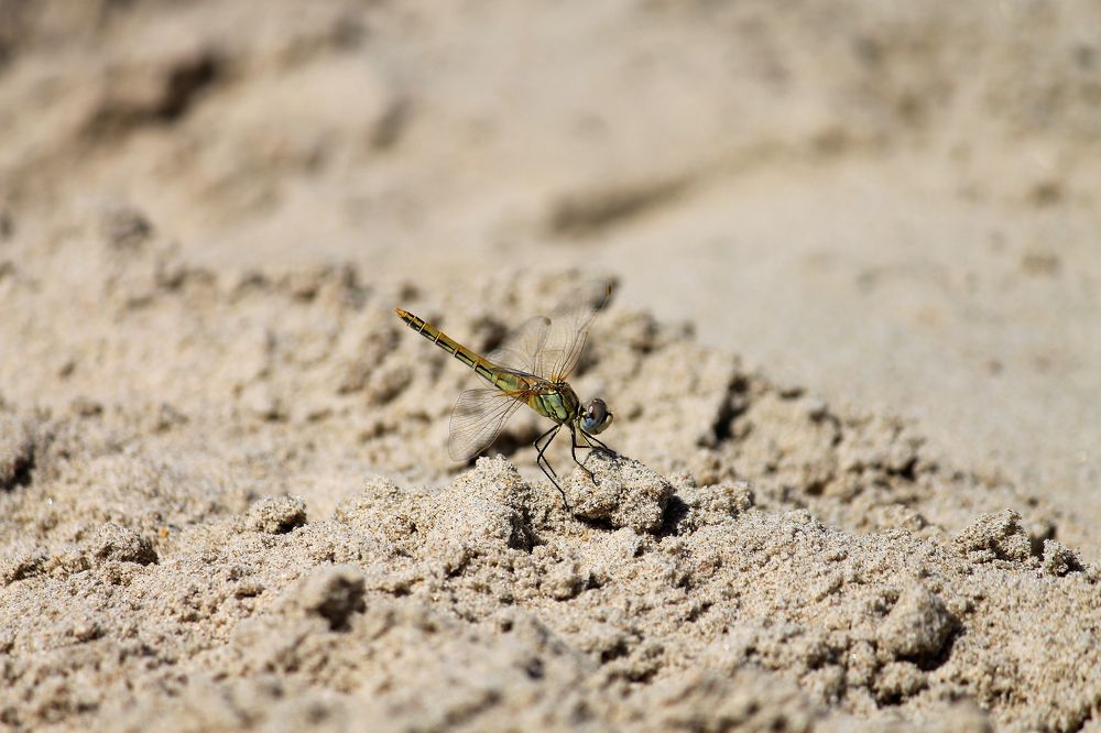 Photograph by Наталья Жигарева