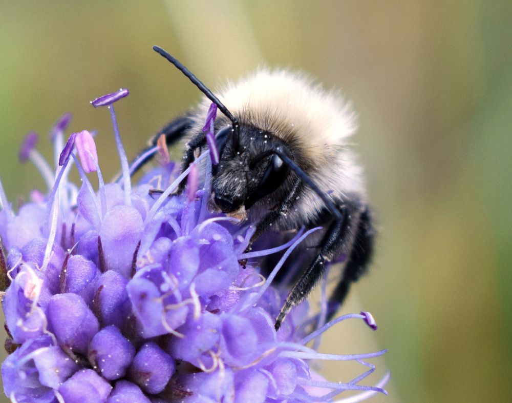 Мохнатый шмель.