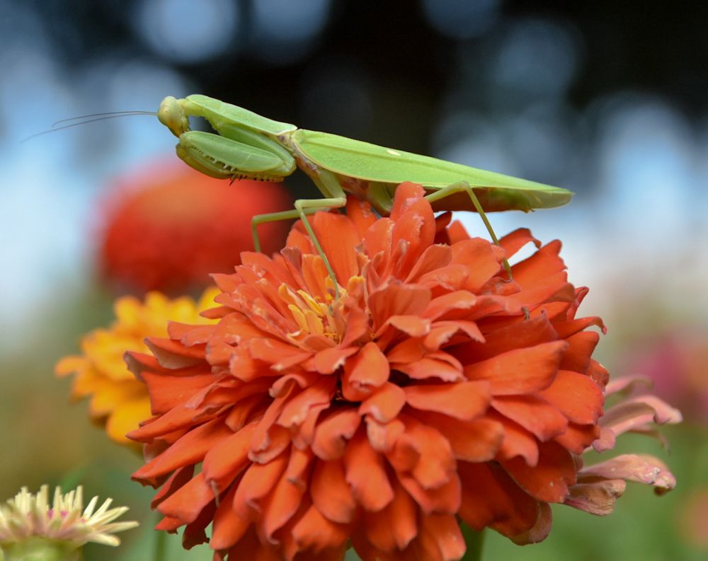 Photograph by Ирина Рыжая