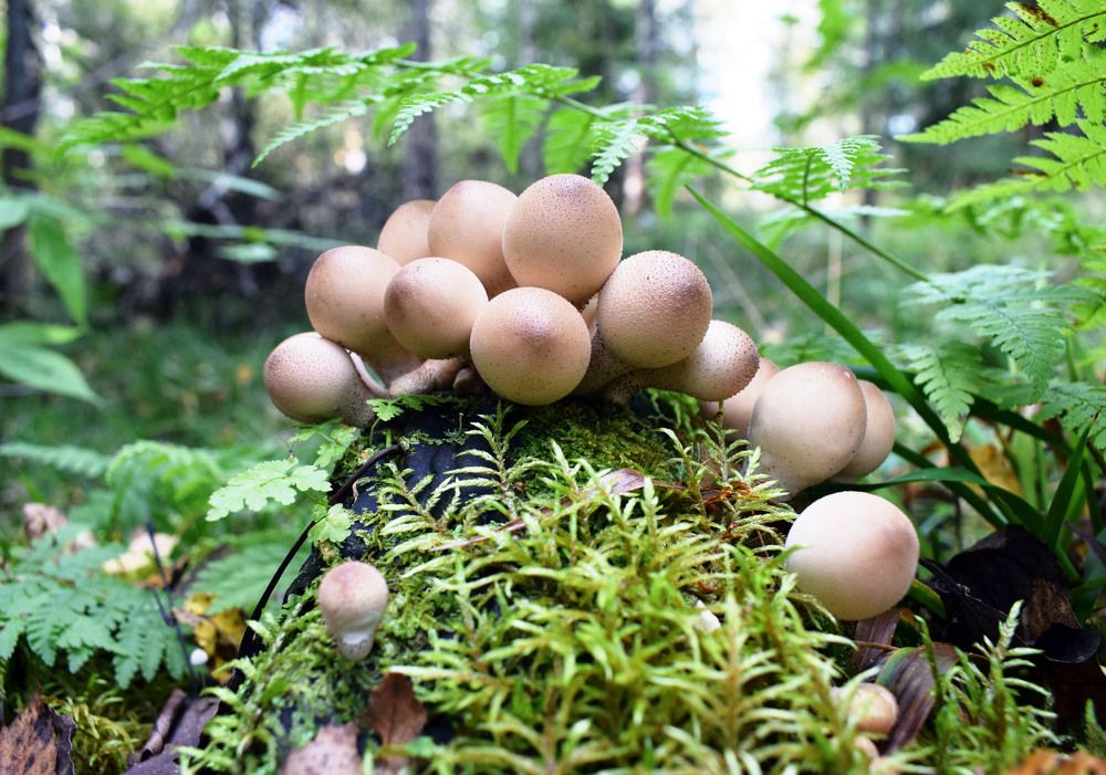 Грибная тема.