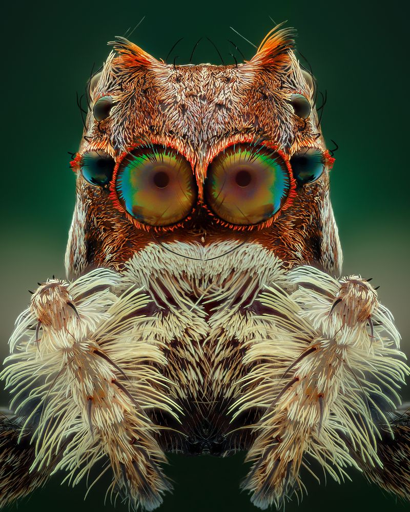 Portia jumping spider