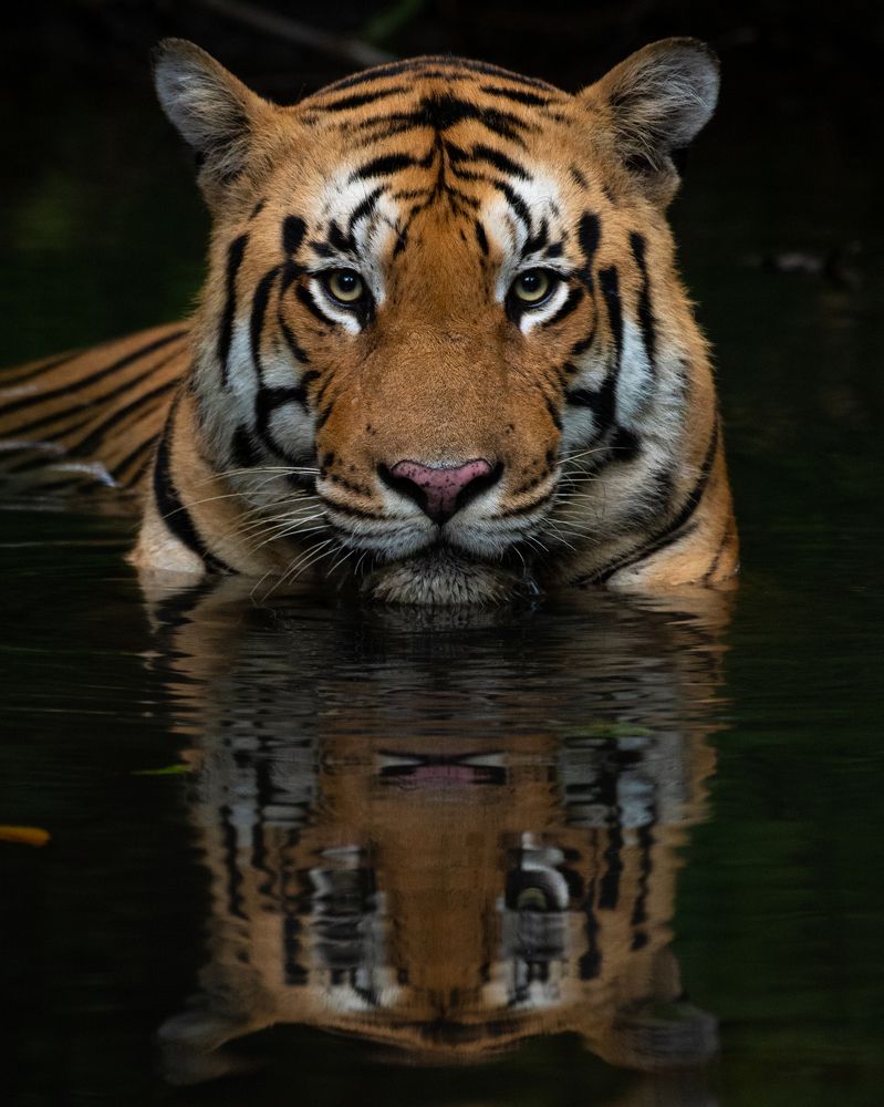 Photograph by Prashant Singh