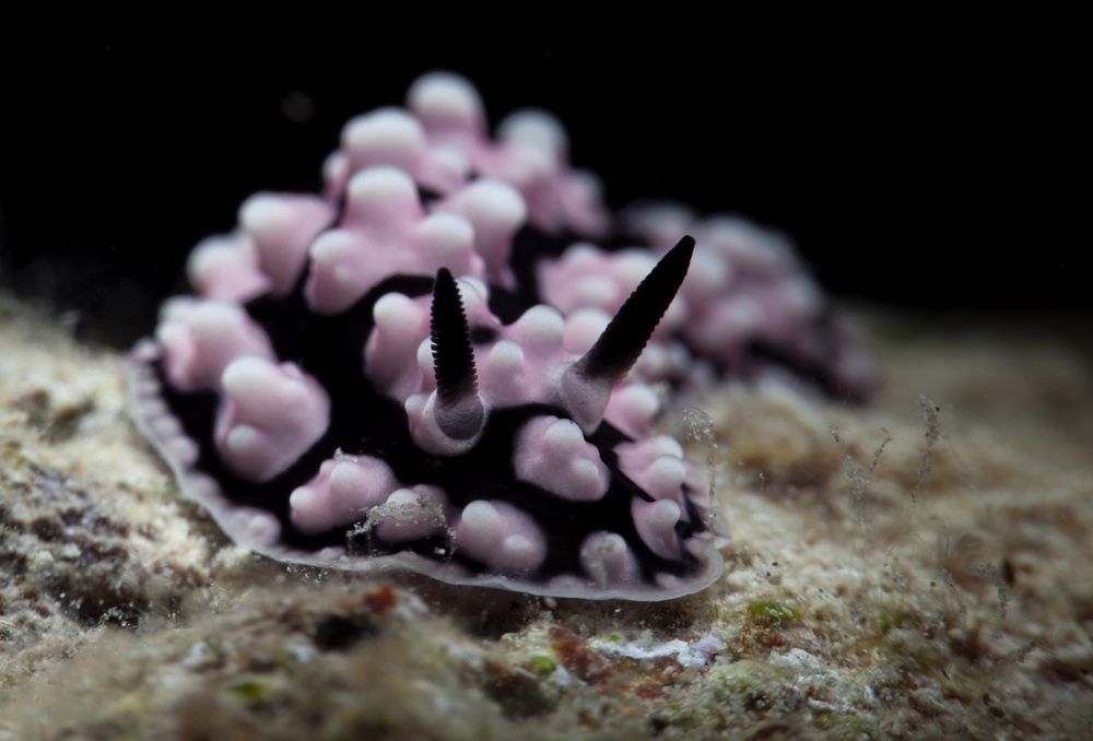 Photograph by Юрий Перевозников