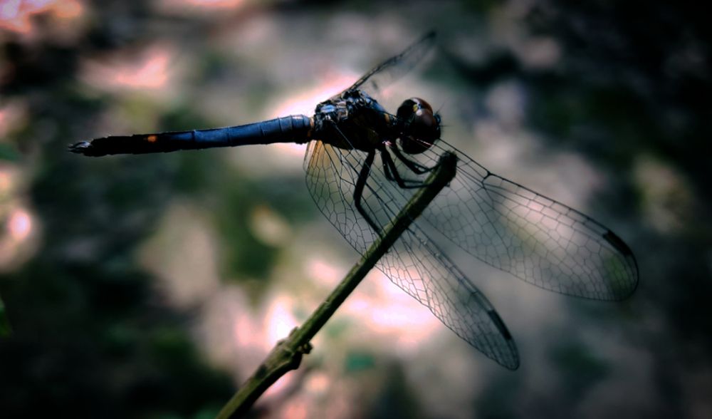 Photograph by DEBADRITA BISWAS Jain