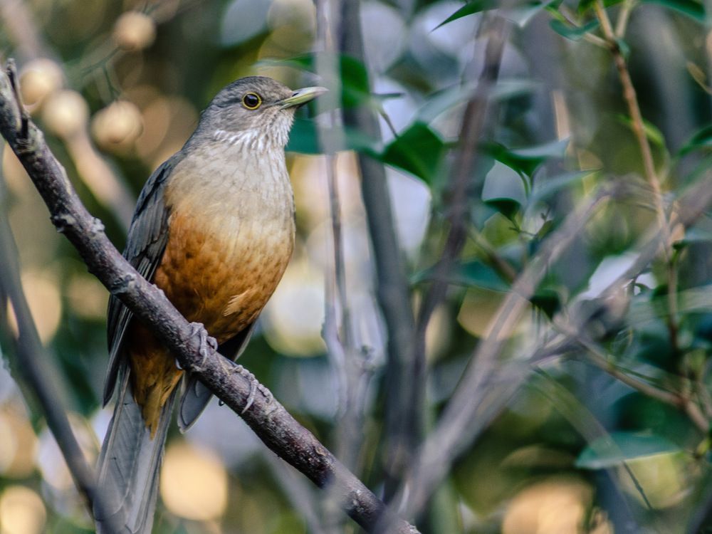 Photograph by Elias Deus