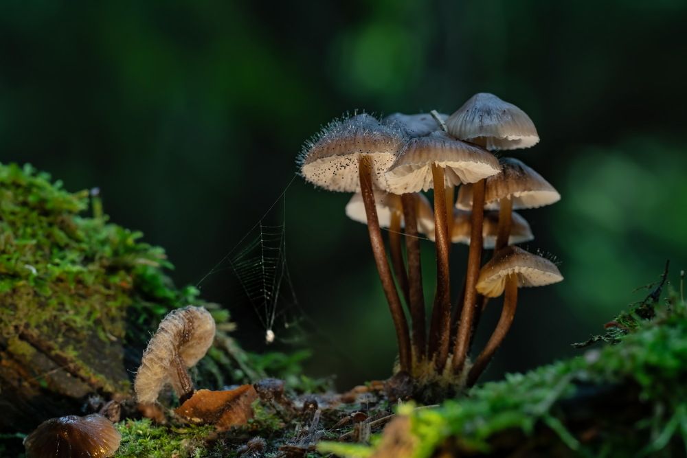 Photograph by Николай Фонарёв