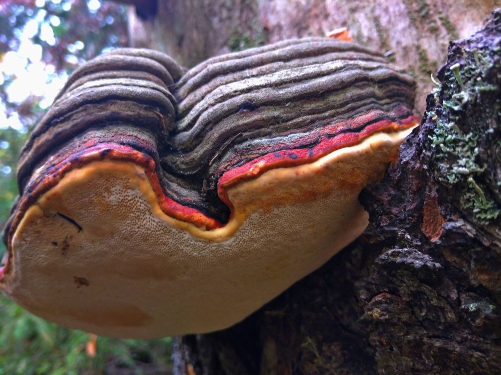 Сложная многослойная жизнь