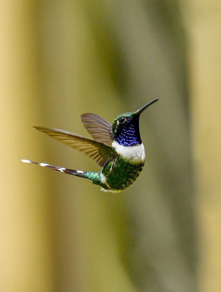 Photograph by Ricardo Ubico