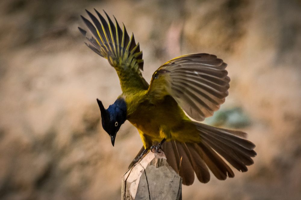 Black-crested bulbul