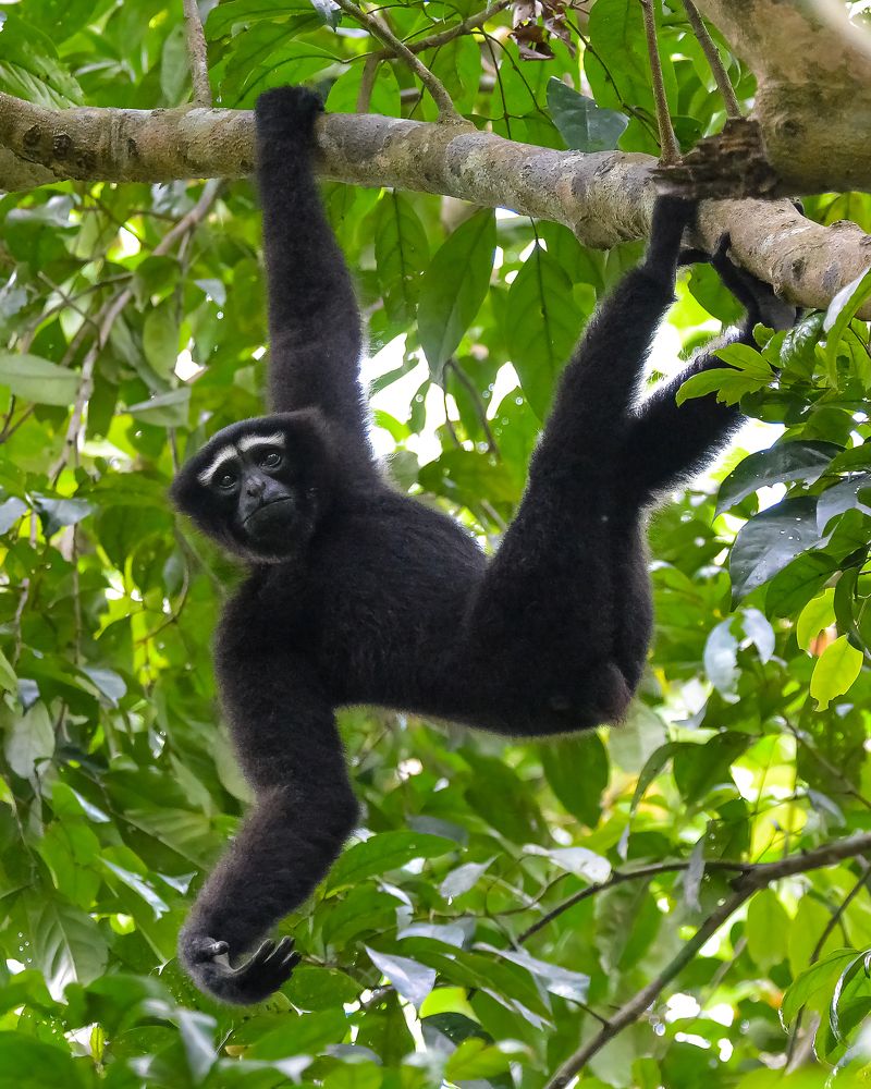 Фотография автора Harish Debbarma