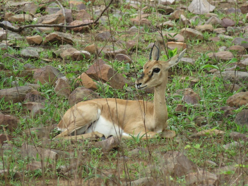 Juvenile gazelle, sitting alone