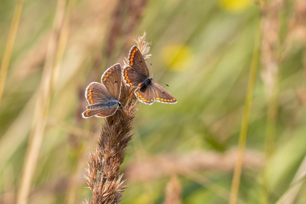 Photograph by Silvia Koopmans