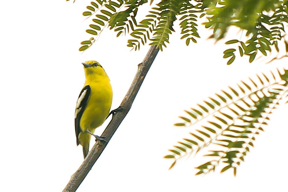 Photograph by Chintan Vyas