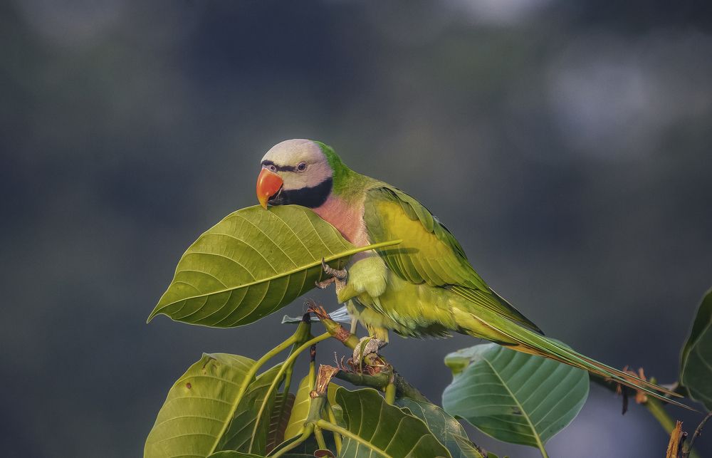 A Token of Love by Moustached Parakeet