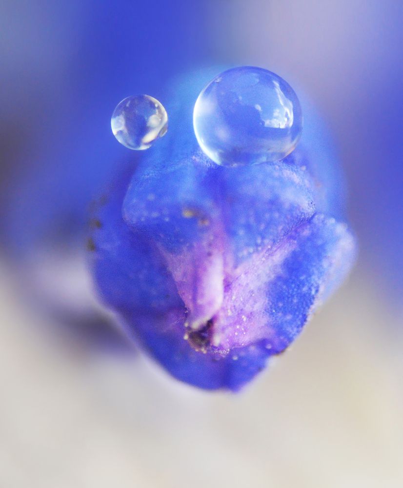 Хитрая мышь